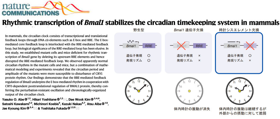 Rhythmic transcription of Bmal1 stabilizes the circadian timekeeping system in mammals.