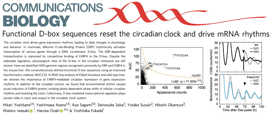 Functional D-box sequences reset the circadian clock and drive mRNA rhythms