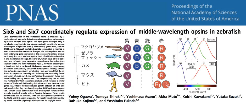 Six6 and Six7 coordinately regulate expression of middle-wavelength opsins in zebrafish