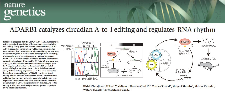 概日時計はRNA編集酵素ADAR2を介してRNA編集のリズムを生み出しRNAのリズムの出力を制御する