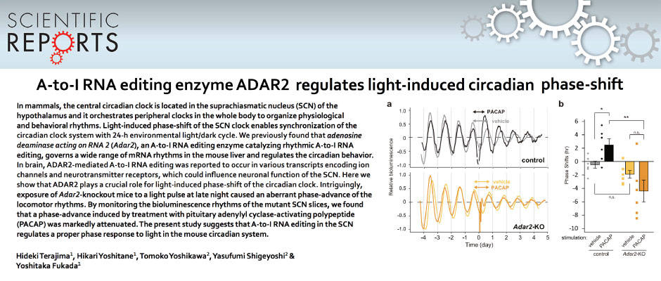 A-to-I RNA editing enzyme ADAR2 regulates light-induced circadian phase-shift