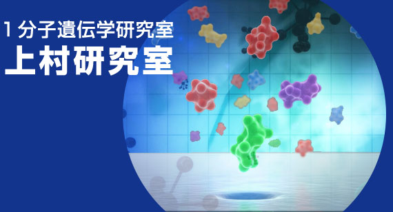 1分子遺伝学研究室 上村研究室