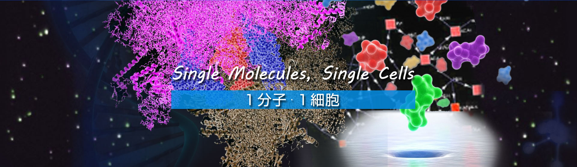 Single molecules, Single Cells 1分子・1細胞